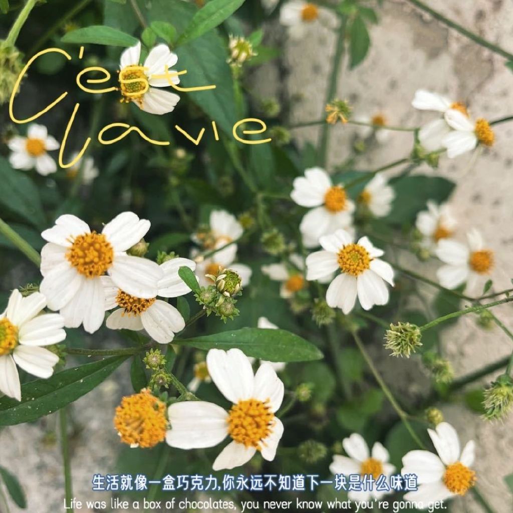 评论头像