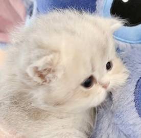 评论头像