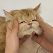 评论头像