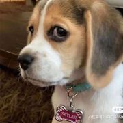 评论头像