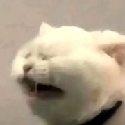 评论头像