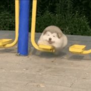 评论头像