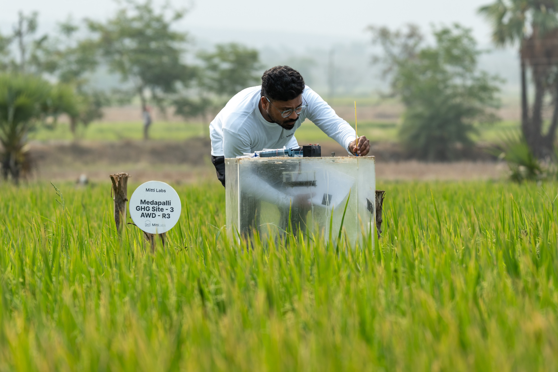 Google Signs a Large Deal for Methane Carbon Credits from Indian Paddy Fields