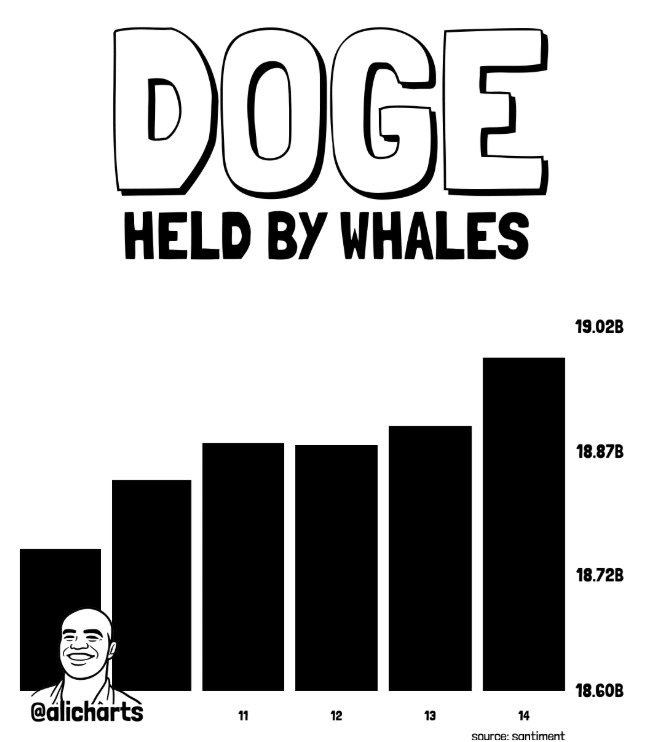 web3 : DOGE Received a 240 million coin increase in holdings from a giant whale in one week, approaching a key resistance level