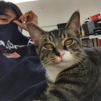 评论头像