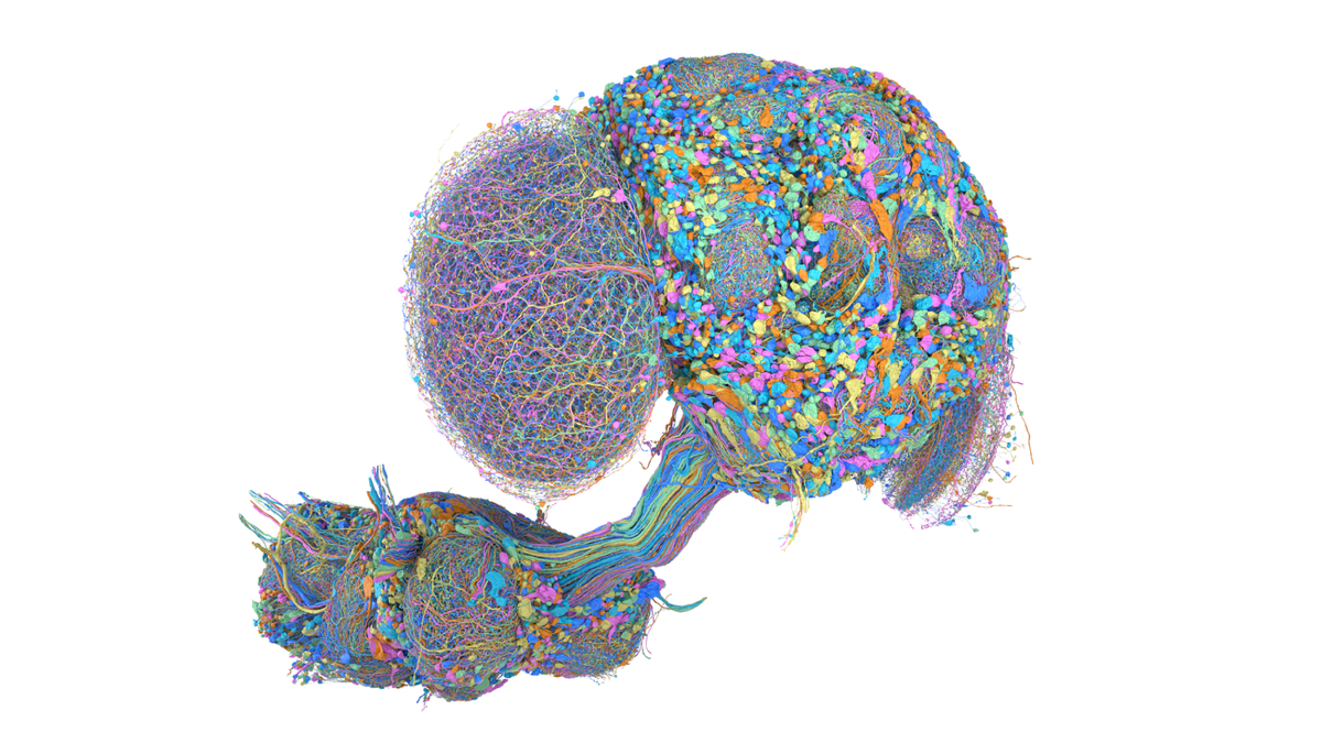 166,000 neurons fully connected: AI makes the whole brain map of male fruit flies a research baseline